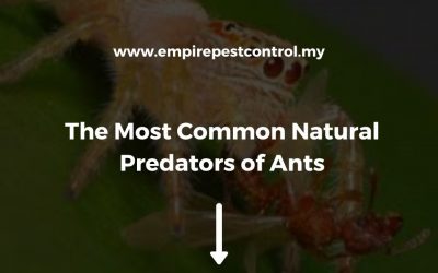 The Most Common Natural Predators of Ants