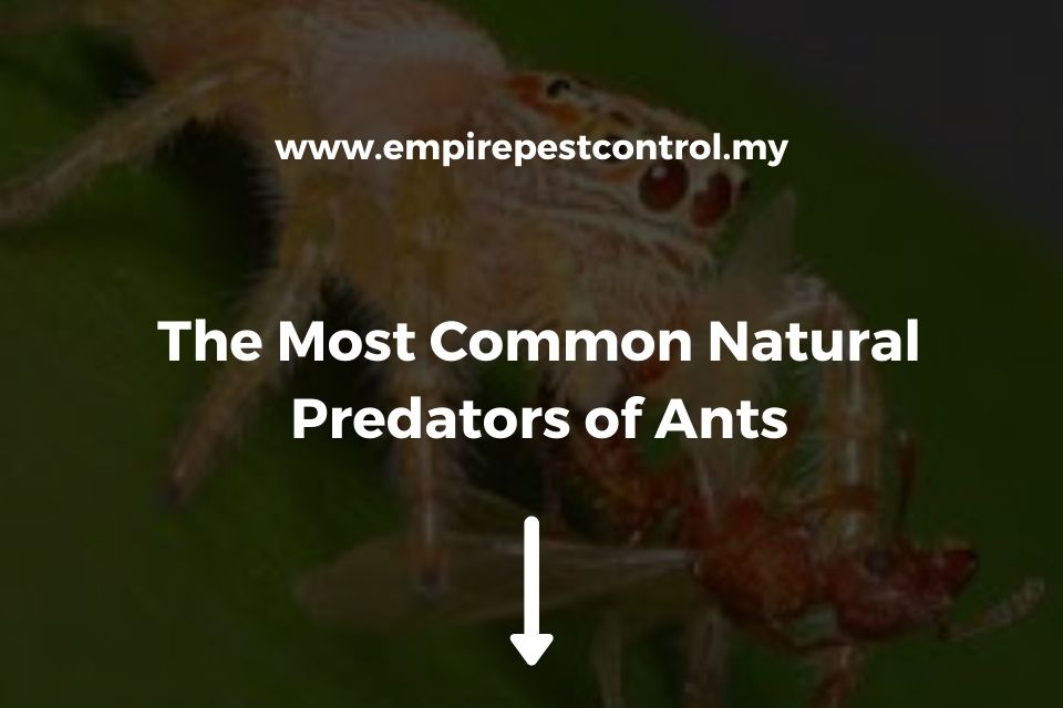 The Most Common Natural Predators of Ants