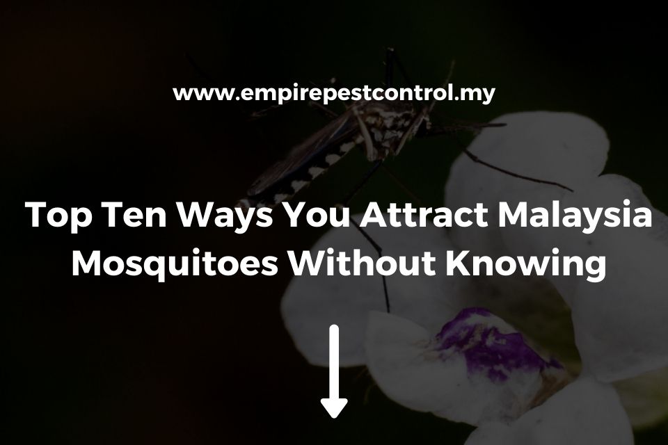Top Ten Ways You Attract Malaysia Mosquitoes Without Knowing
