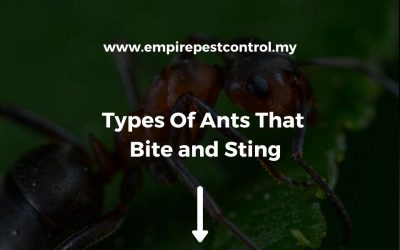 Types Of Ants That Bite and Sting