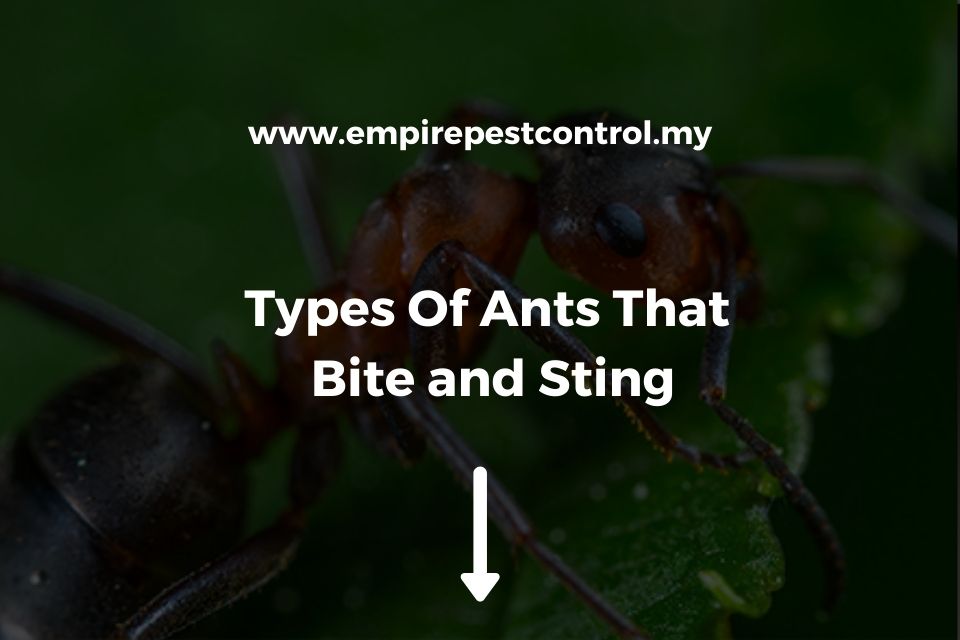 Types Of Ants That Bite and Sting - Complete Guide [2024]