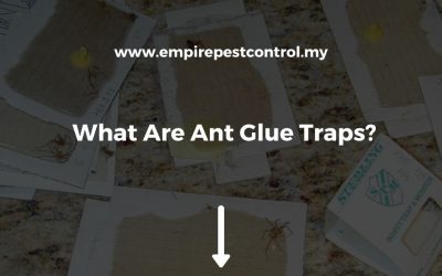 What Are Ant Glue Traps?