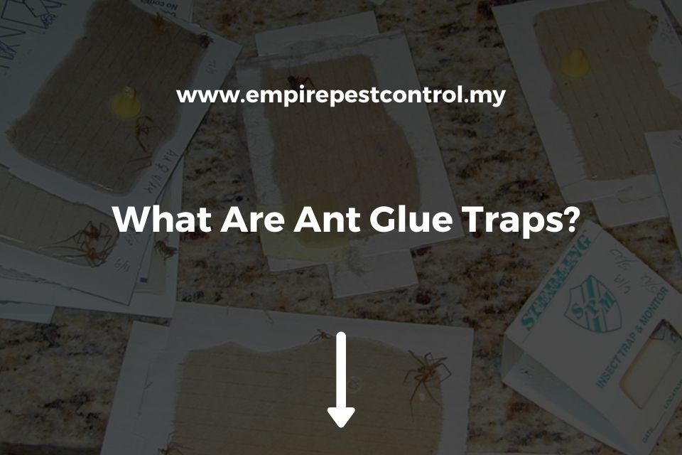 What Are Ant Glue Traps?