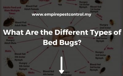What Are the Different Types of Bed Bugs?