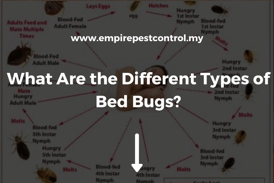 Types of on sale bed bugs