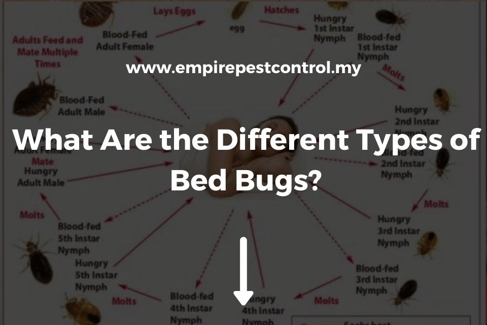 What Are the Different Types of Bed Bugs?