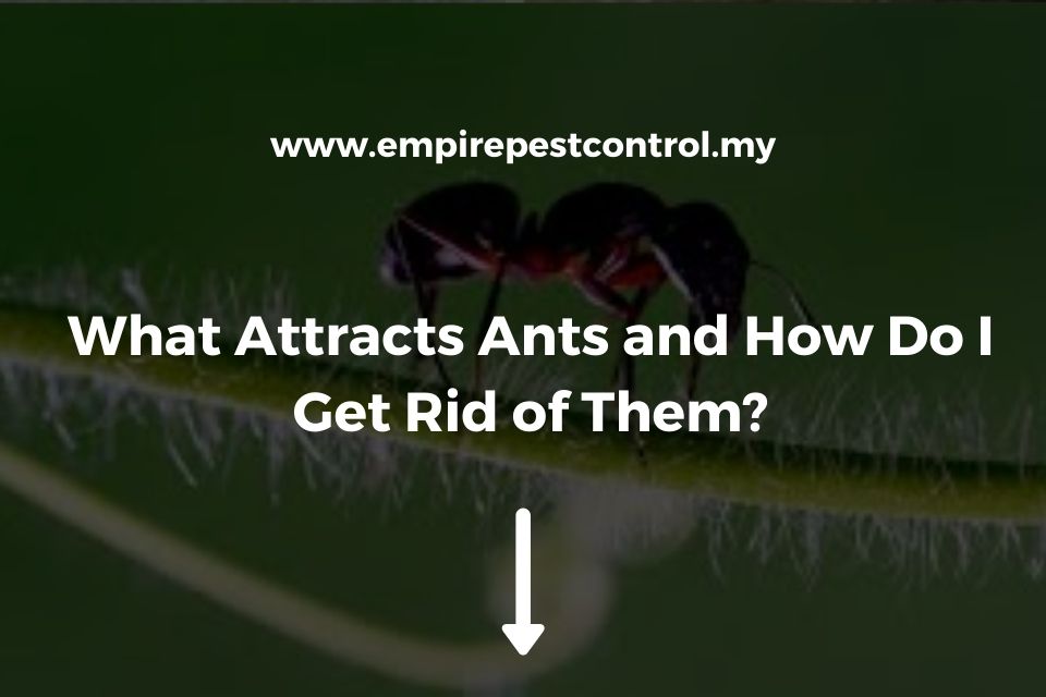 What Attracts Ants and How Do I Get Rid of Them?