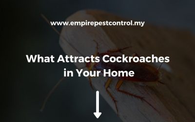 What Attracts Cockroaches in Your Home