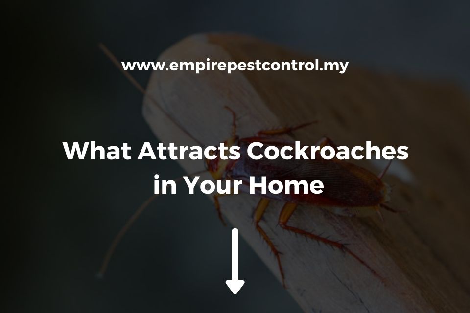 What Attracts Cockroaches in Your Home