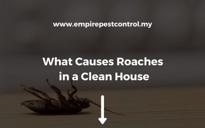 What Causes Roaches in a Clean House