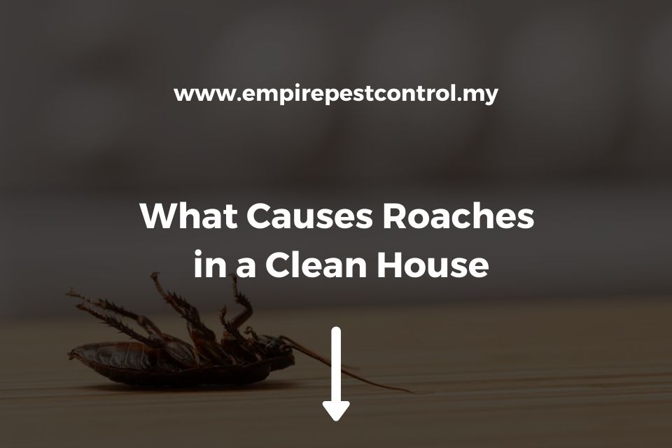 What Causes Roaches in a Clean House