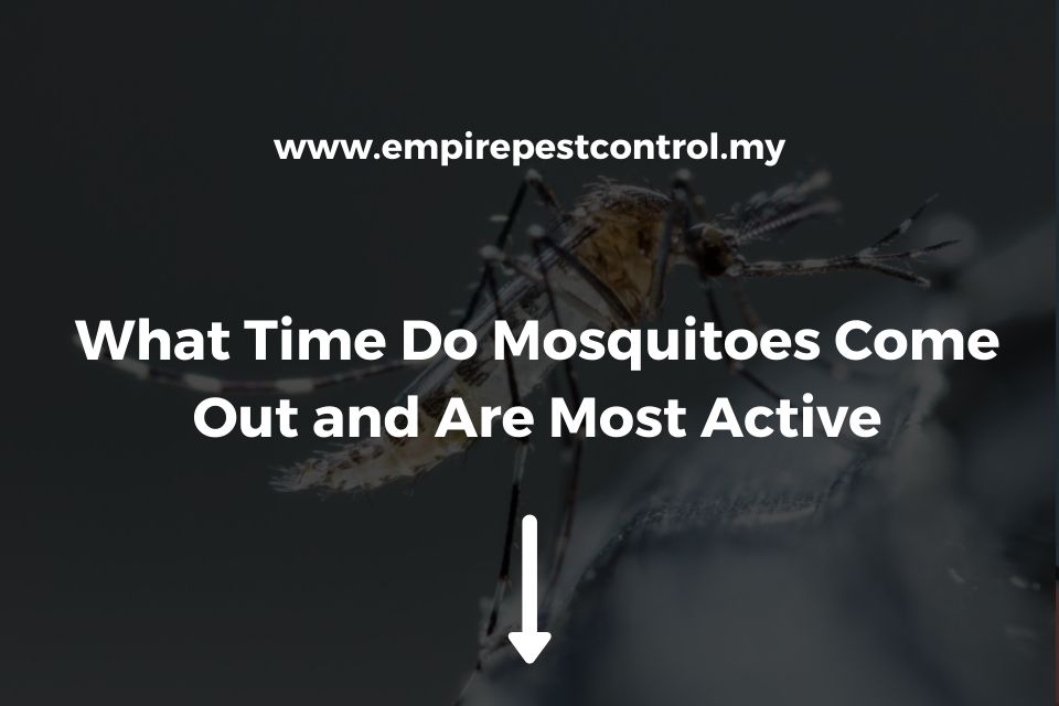 What Time Do Mosquitoes Come Out and Are Most Active?