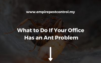 What to Do If Your Office Has an Ant Problem
