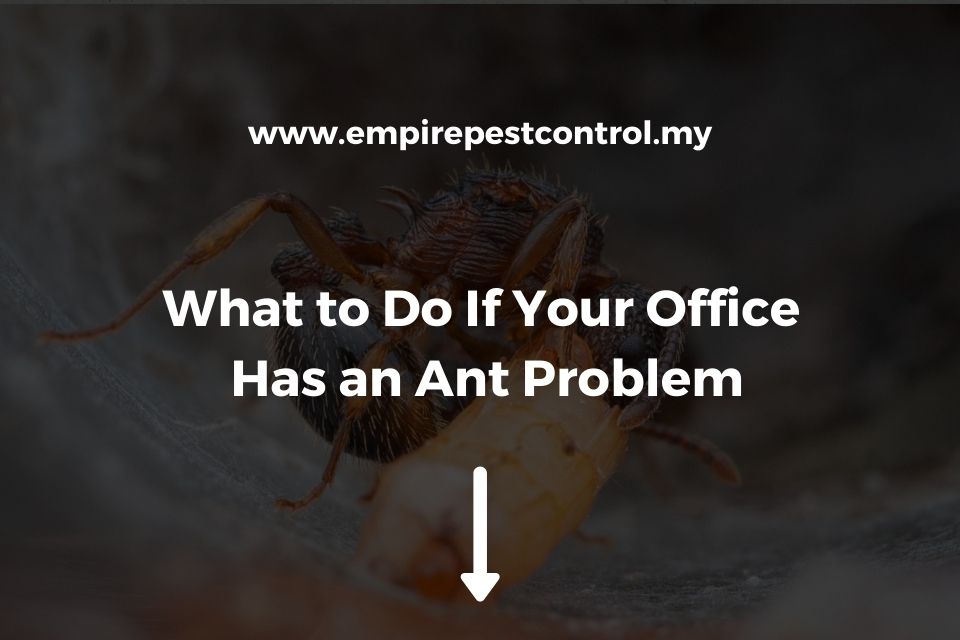 What to Do If Your Office Has an Ant Problem