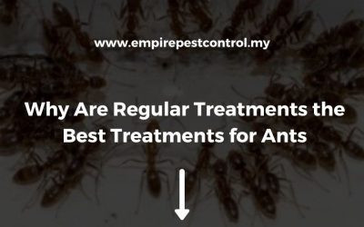 Why Are Regular Treatments the Best Treatments for Ants
