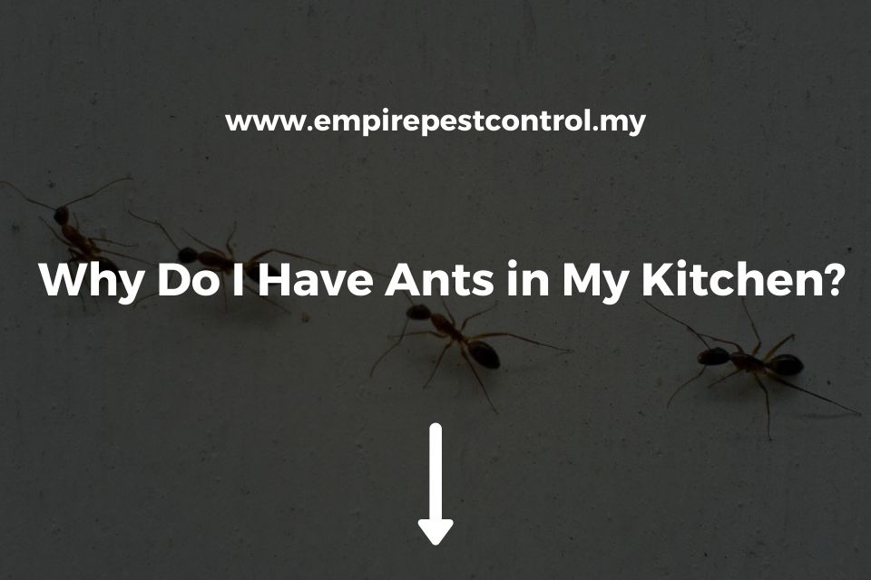 Why Do I Have Ants in My Kitchen Featured Image