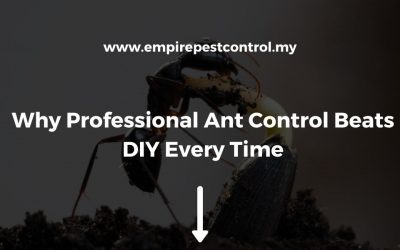 Why Professional Ant Control Beats DIY Every Time