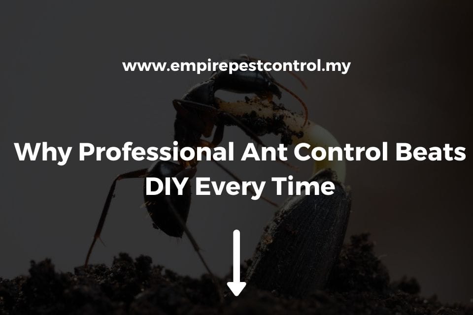 Why Professional Ant Control Beats DIY Every Time