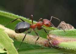 allergheny mound ants