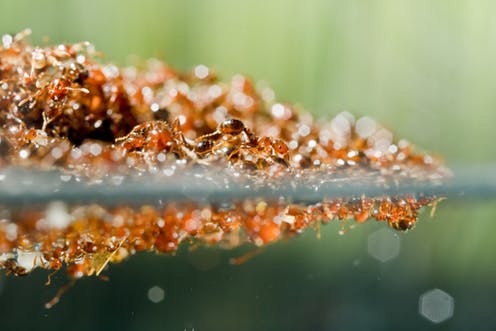 ant colonies