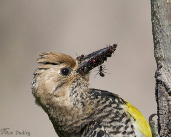 ant eating birds