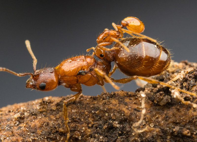 ant infestation