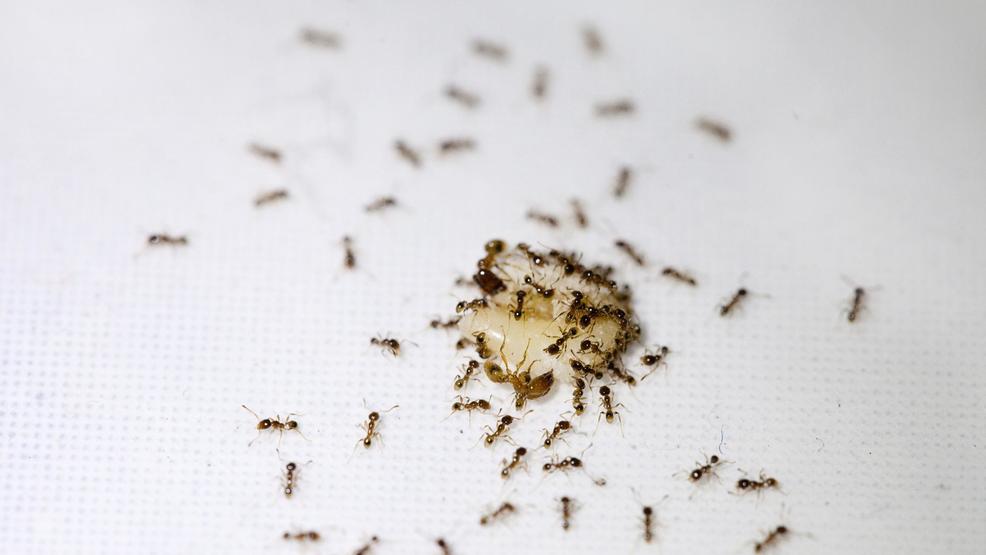 How Do Ant Traps Work?