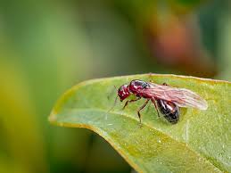 ant wings