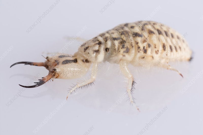 antlion larvae