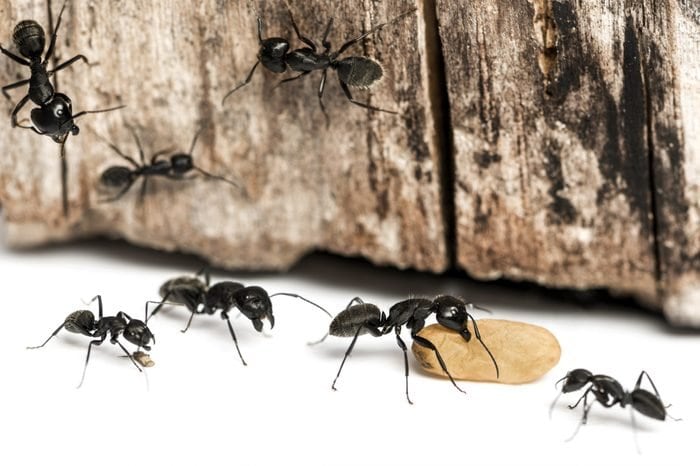 ants in office