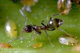 ants in rain