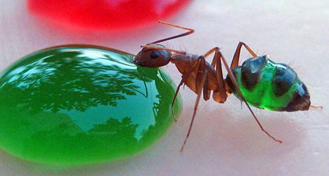 ants like water