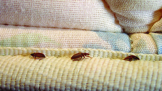 bed bugs at home