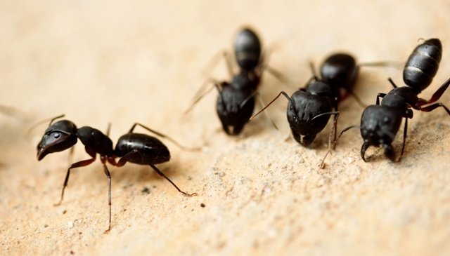 carpenter ants