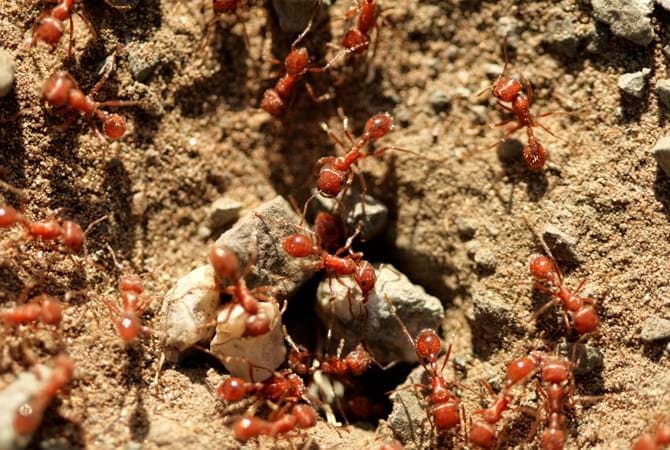 fire ants stay