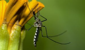 flower mosquitoes