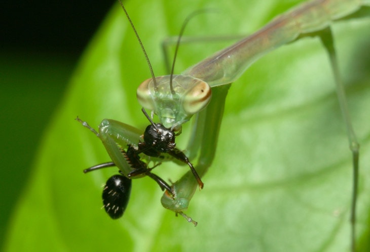 praying mantis