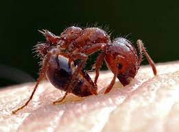 red fire ants