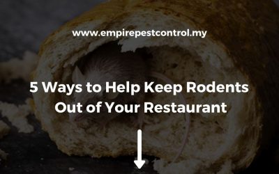 5 Ways to Help Keep Rodents Out of Your Restaurant