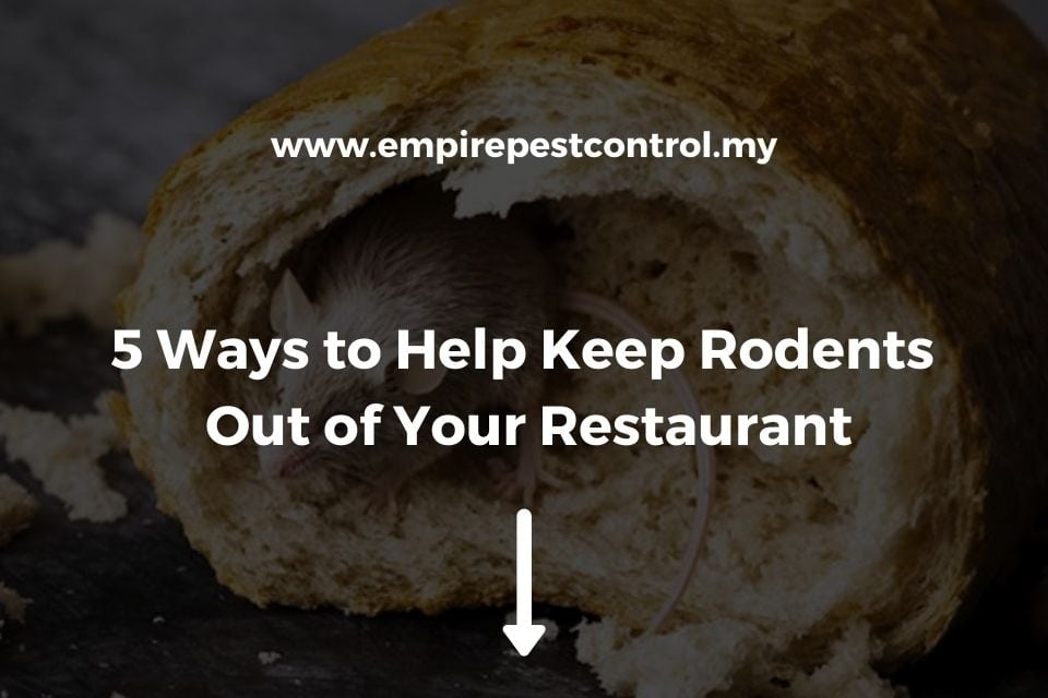 5 Ways to Help Keep Rodents Out of Your Restaurant