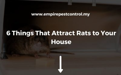6 Things That Attract Rats to Your House
