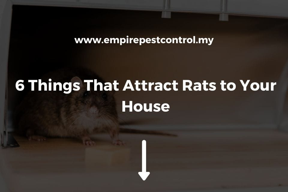 6 Things That Attract Rats to Your House