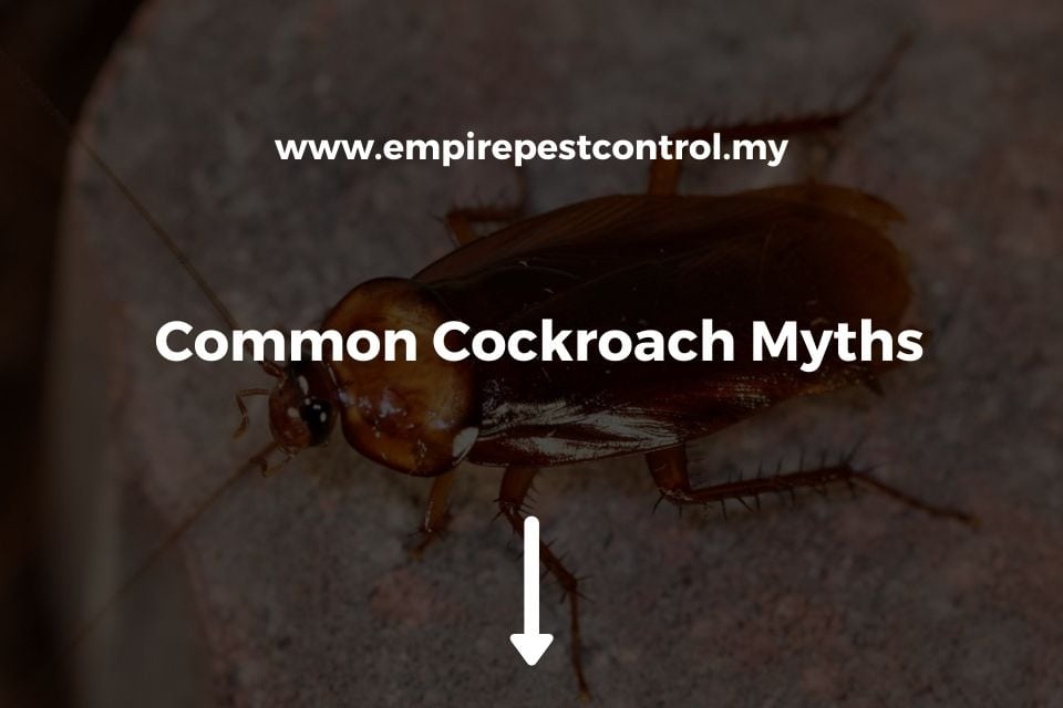 Common Cockroach Myths