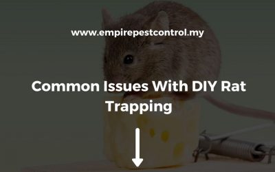 Common Issues With DIY Rat Trapping