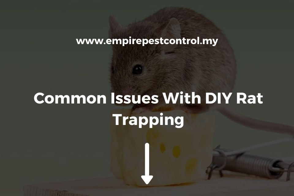 3 Issues With DIY Rat Trapping