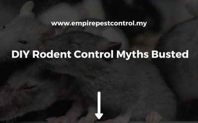 DIY Rodent Control Myths Busted