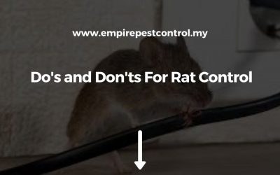 Do’s and Don’ts For Rat Control