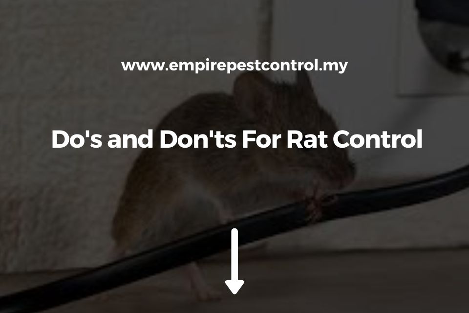 Do's and Don'ts For Rat Control