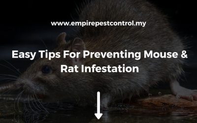 Easy Tips For Preventing Mouse & Rat Infestation