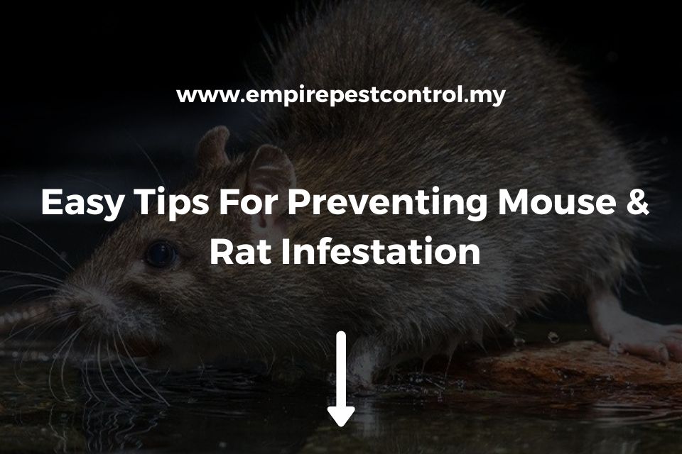 Easy Tips For Preventing Mouse & Rat Infestation